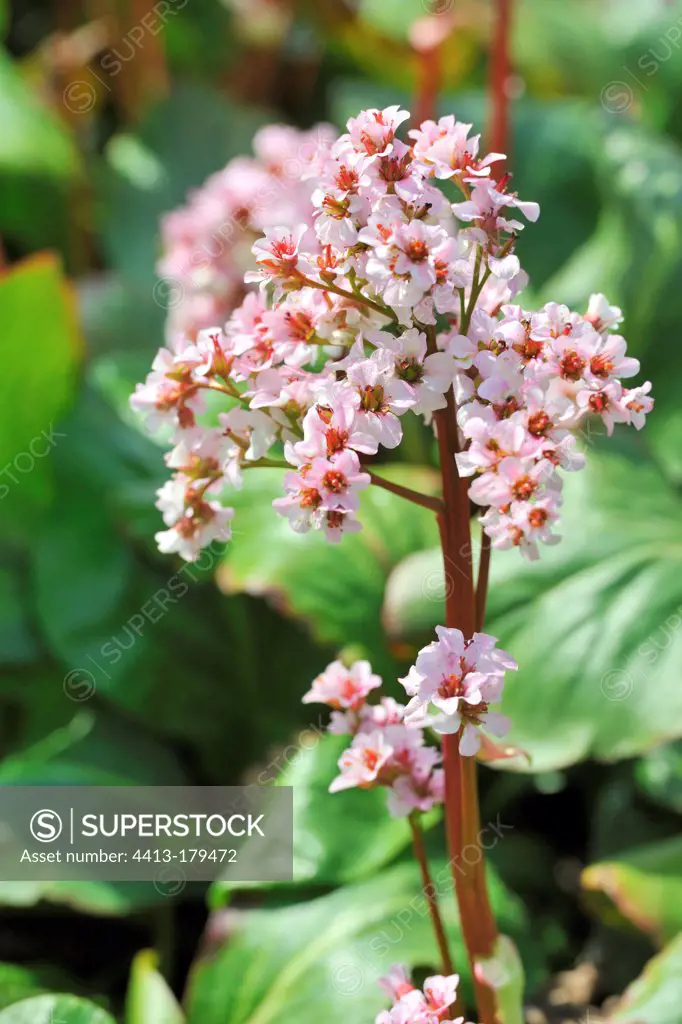 bergenia silberlicht