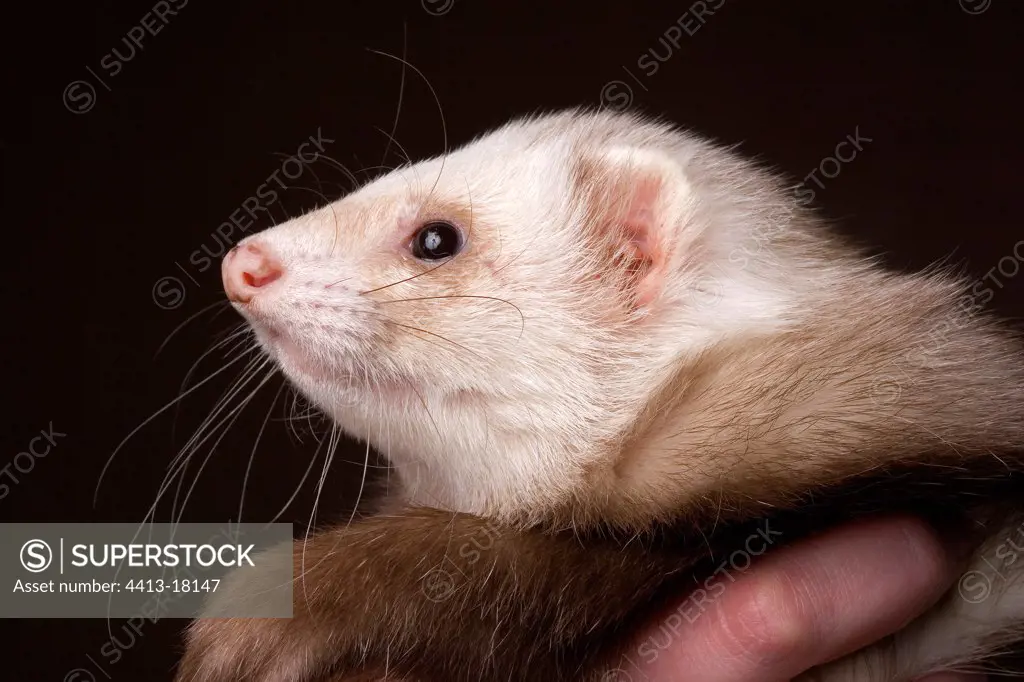 Portrait of a Ferret domesticates France