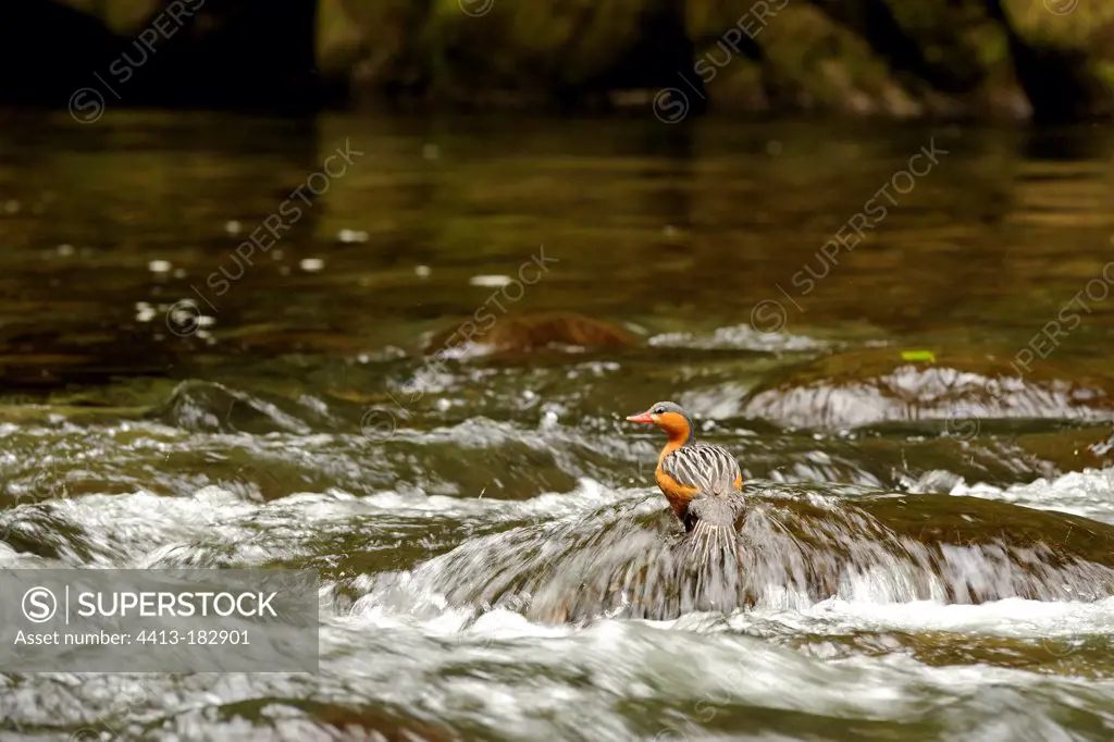 Torrent Duck on a rock Ecuador