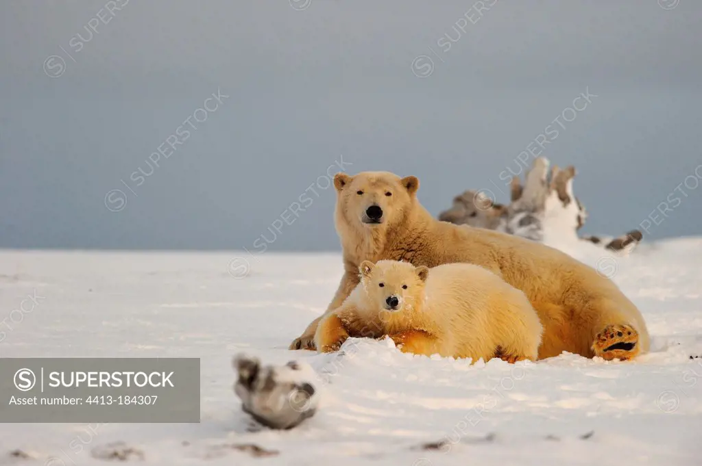 Polar bears in the Arctic National Wildlife Refuge Alaska