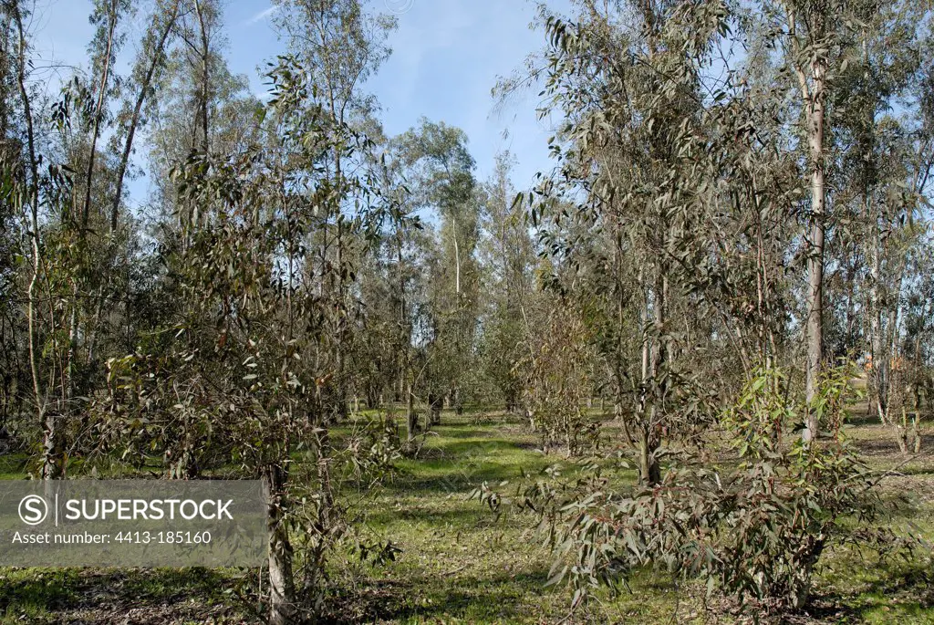 Eucalyptus plantation attacked by the psyllid gum to Morocco