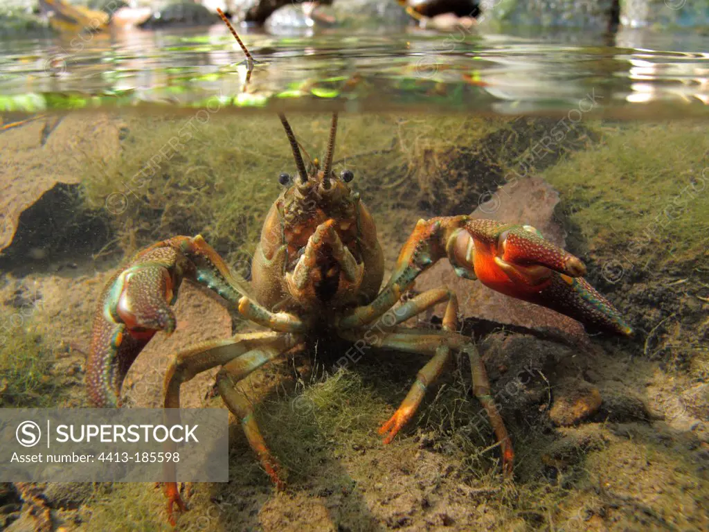 Signal Crayfish in defense posture at the bottom of a river