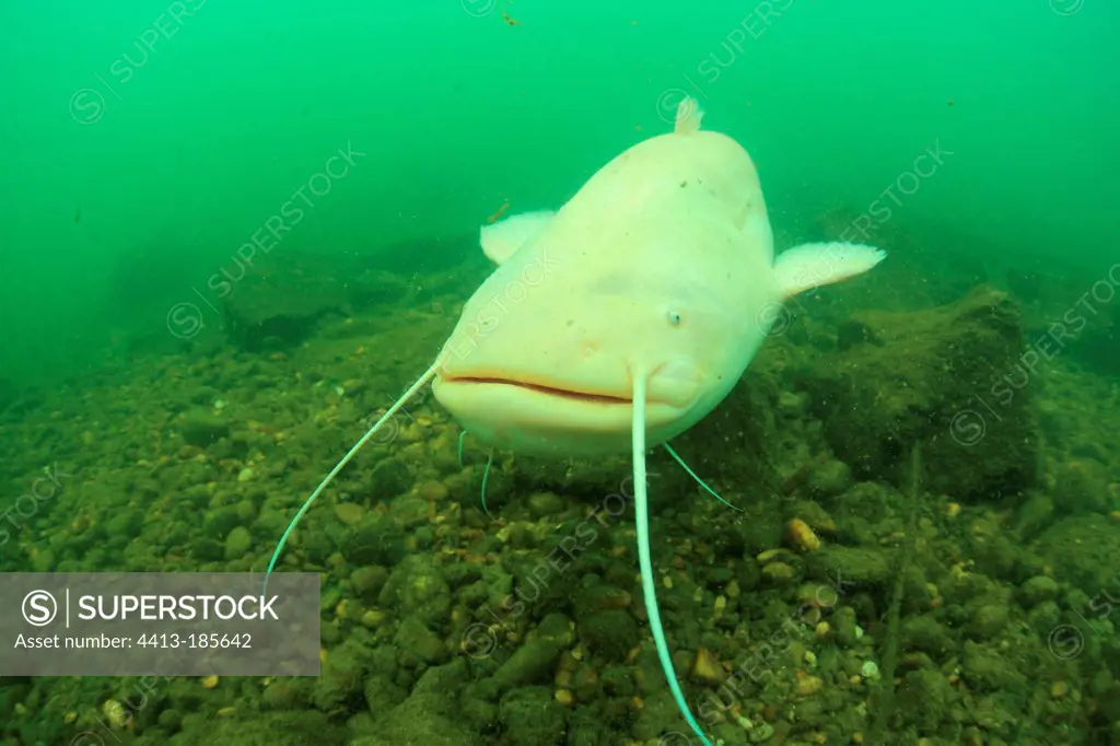 Albino Wels catfish swimming in the Rhone France