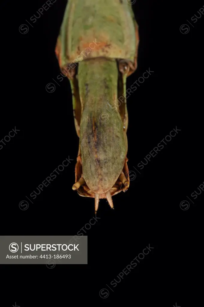 Cerci at the end of the abdomen of a stick insect