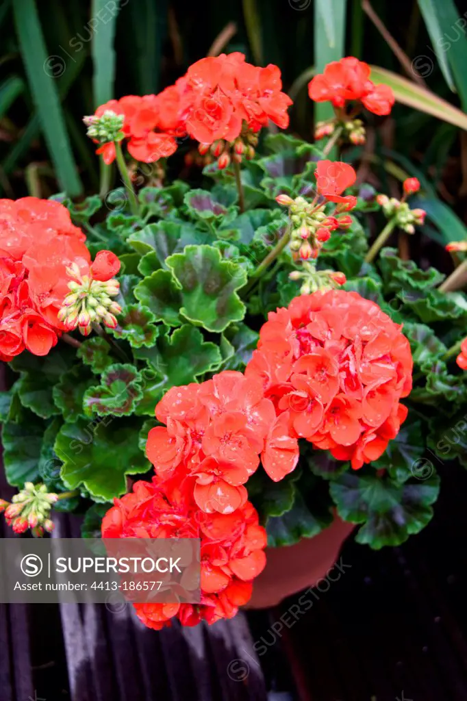 Pelargonium 'Sunrise Elara' in bloom in a garden