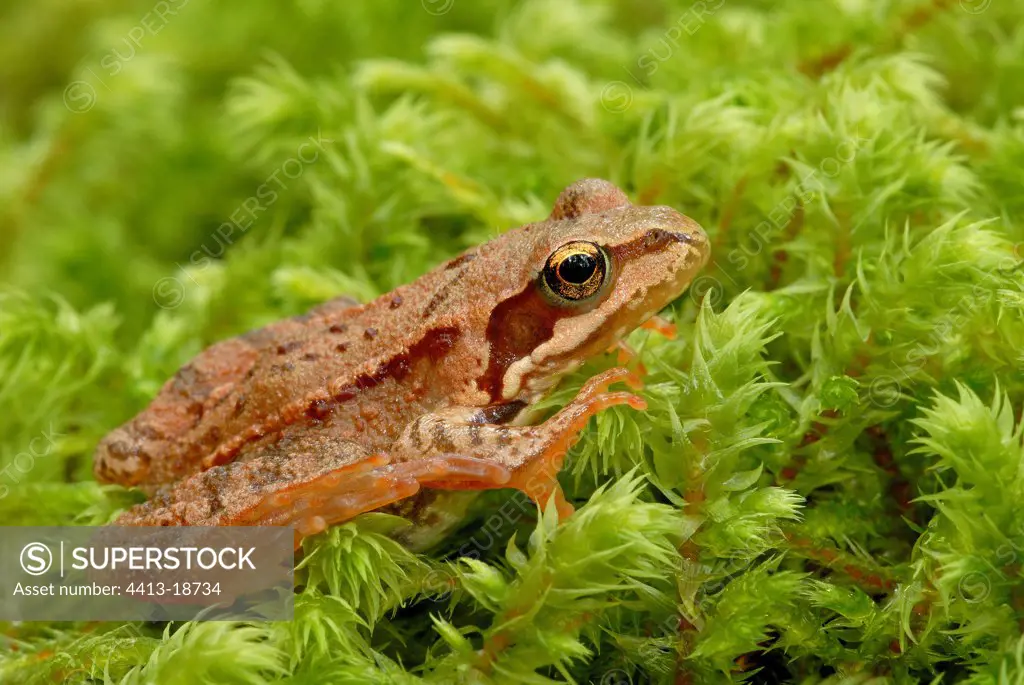 Young russet-red Frog in the ferns Valbeleix France