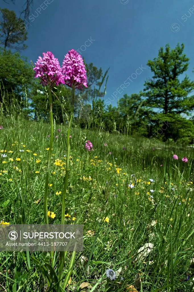 Pyramidal orchids in bloom