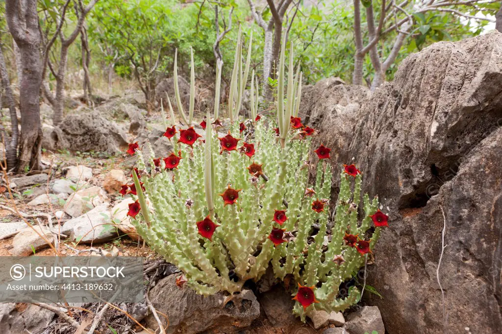 Caralluma socotrana in flower Socotra Yemen