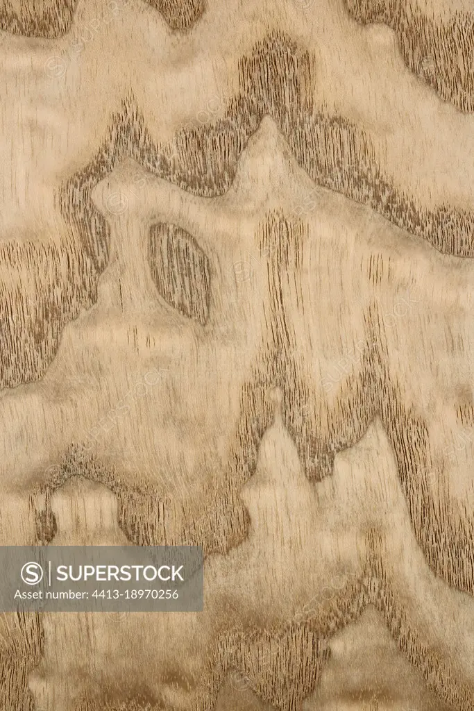 Longitudinal section of Manchurian ash burl (Fraxinus mandshurica), Japon