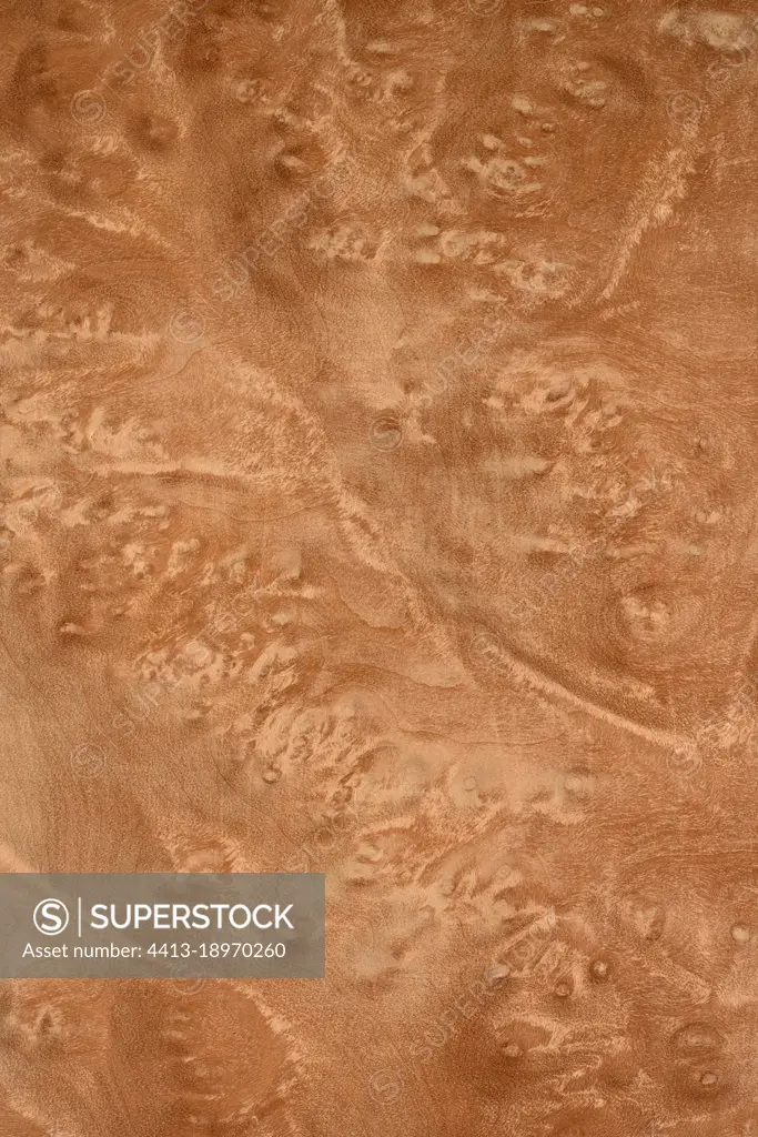 Longitudinal section of Pacific madrone burl (Arbutus menziesii), Western coast of USA