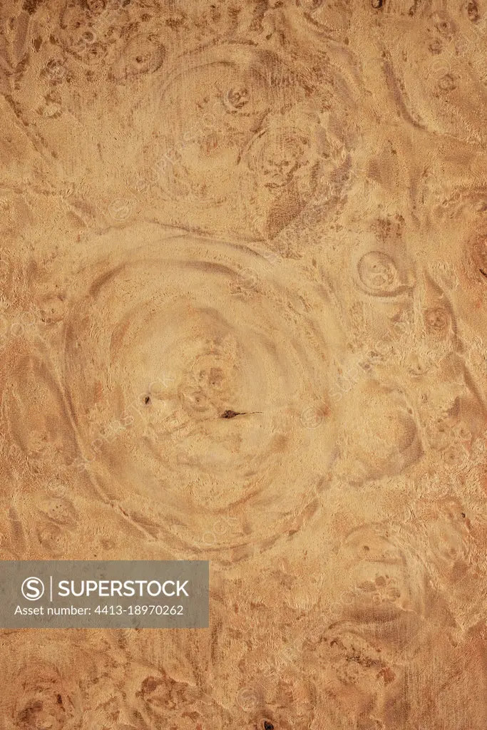 Longitudinal section of Field maple burl (Acer campestre), Europe