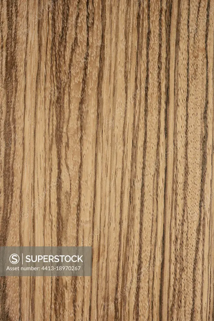 Longitudinal section of African Zebrawood (Microberlinia brazzavillensis), Gabon