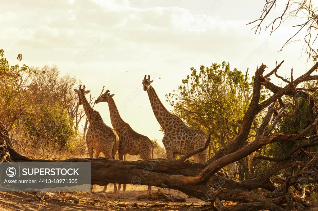 Three southern giraffes, Giraffa camelopardalis, near a fallen tree. Chobe National Park, Kasane, Botswana.