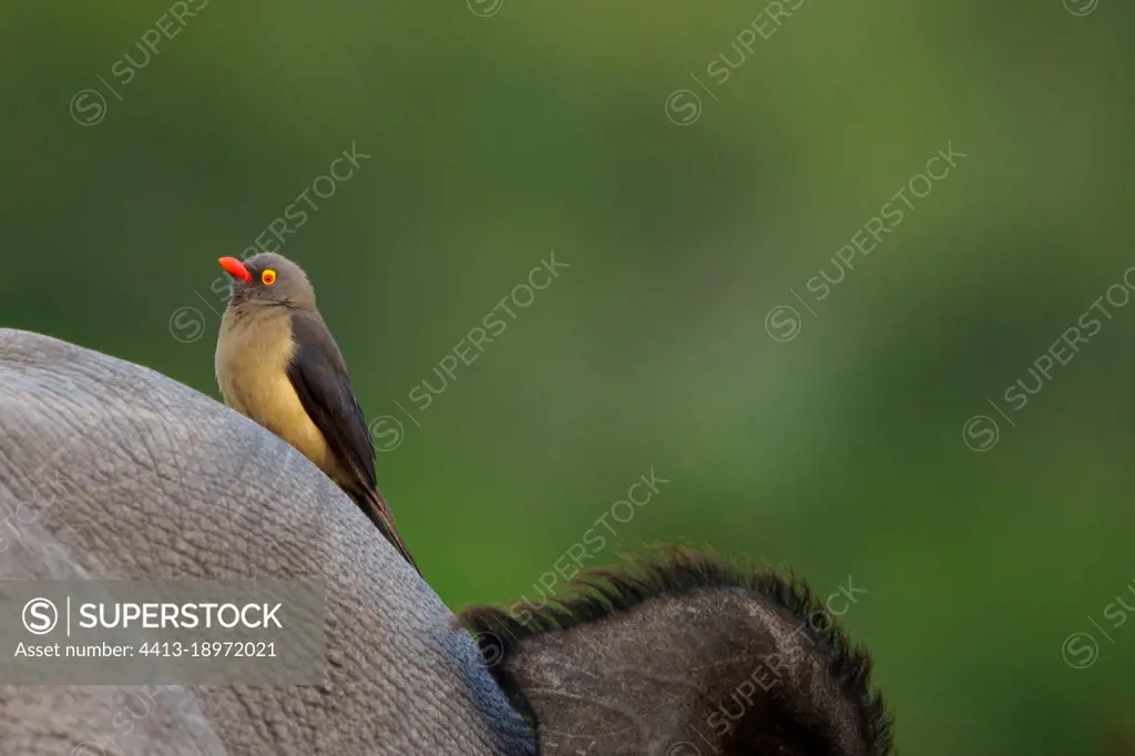 Image Number A1R428848. Red-billed oxpecker (Buphagus erythrorynchus).perched on a white rhinoceros, square-lipped rhinoceros or rhino (Ceratotherium simum). Mpumalanga. South Africa.