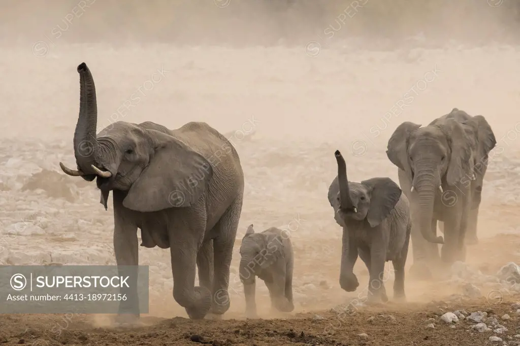 African elephant (Loxodonta africana) group walking in the dust, Etosha National Park, Namibia