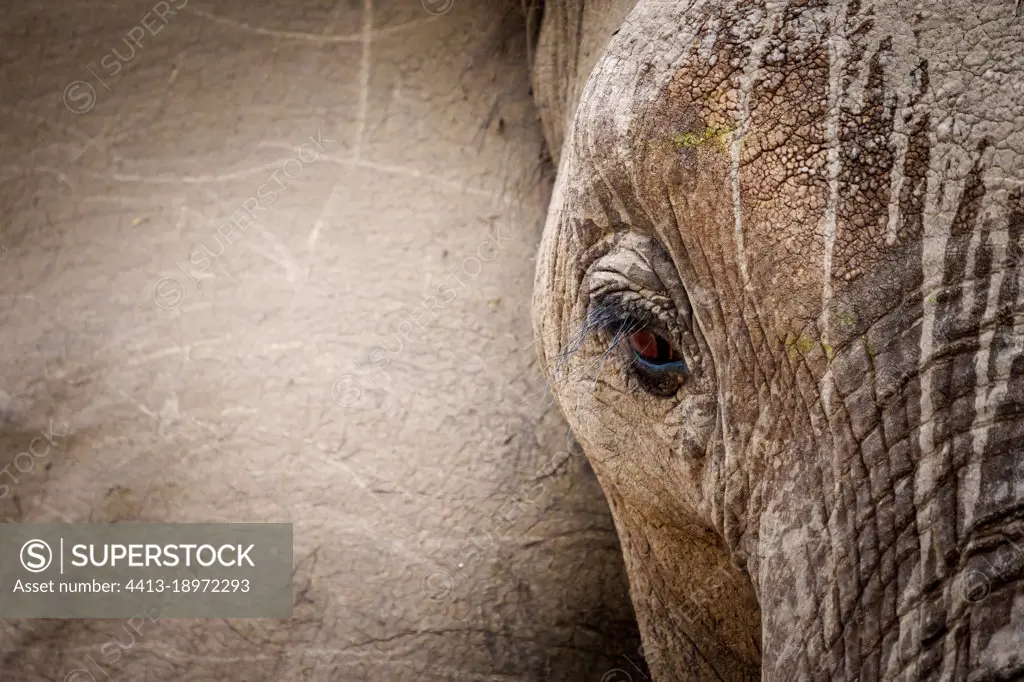 African bush elephant or African savanna elephant (Loxodonta africana). Mpumalanga. South Africa.