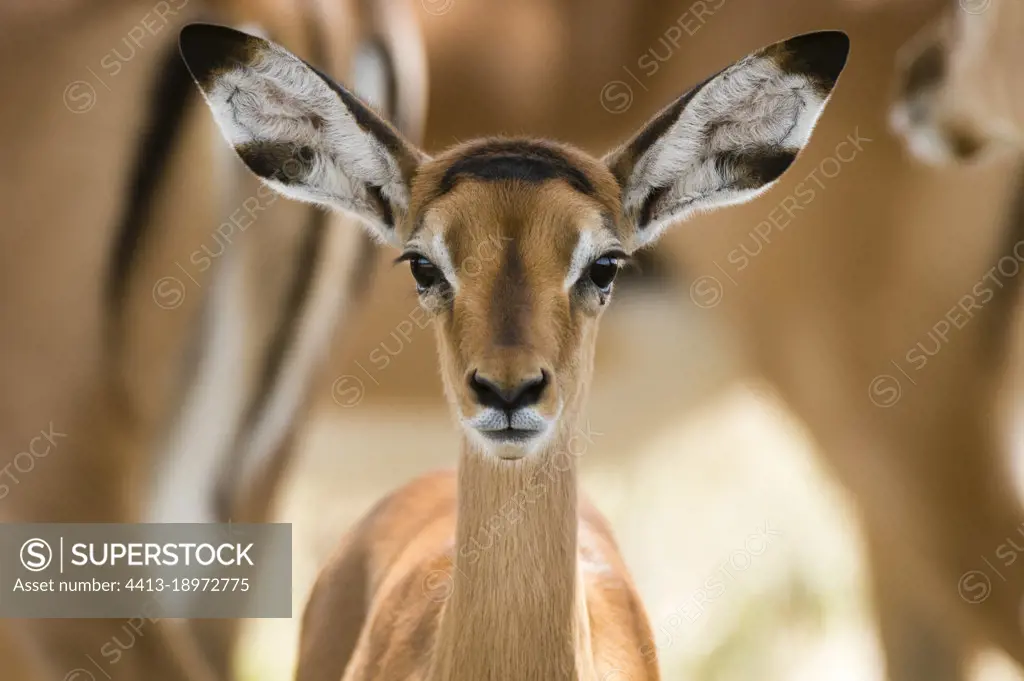 Portrait of an impala calf, Aepyceros melampus, looking at the camera.