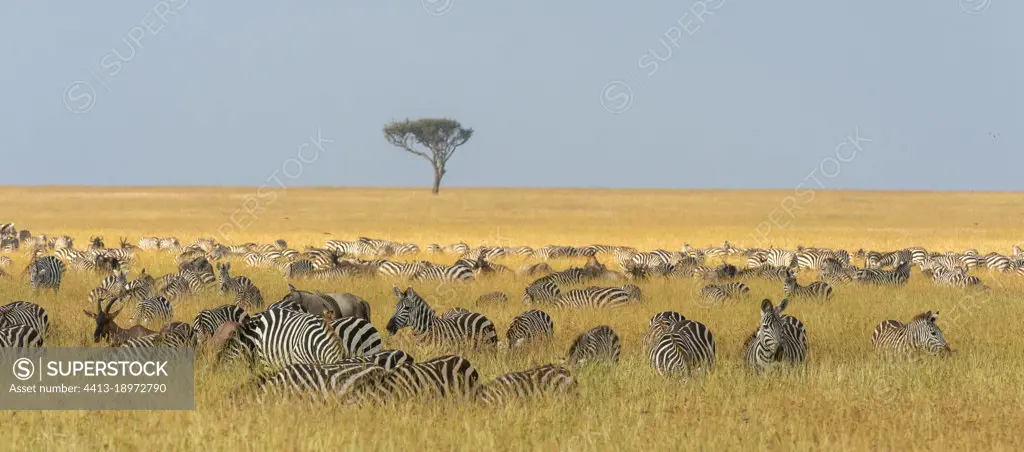 Herd of Plains zebras, Equus quagga, grazing in the grass at Masai Mara National Reserve. Masai Mara National Reserve, Kenya, Africa.