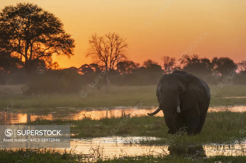 An African elephant, Loxodonta africana, walking in the Khwai river at sunset. Khwai Concession, Okavango Delta, Botswana