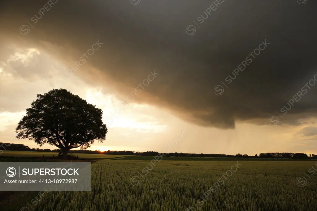 Tree and wheat field at sunset, Alsace plain, France