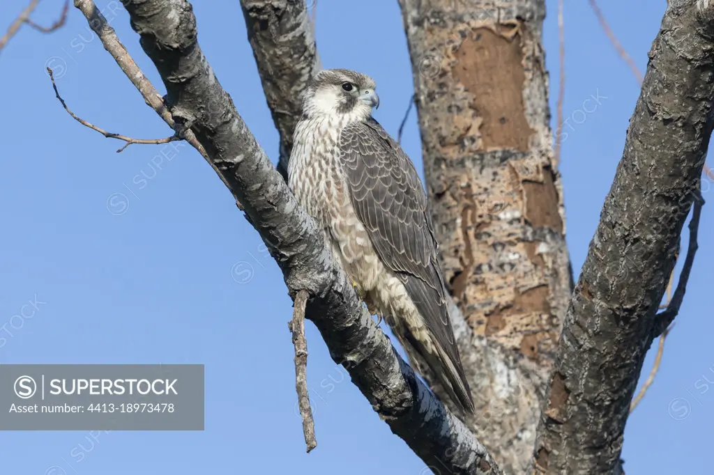 Arctic Peregrine Falcon (Falco peregrinus calidus), juvenile perched on a branch, Campania, Italy