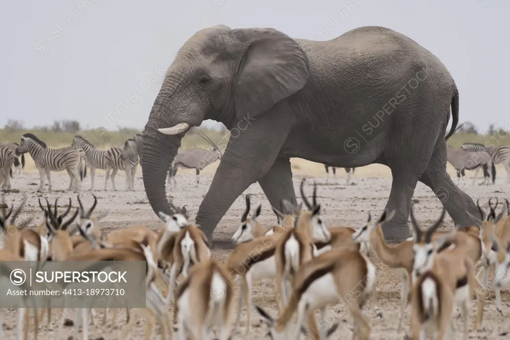 African elephant (Loxodonta africana), Burchell's zebra (Equus quagga burchellii), Springbok (Antidorcas marsupialis) and Gemsbok oryx (Oryx gazella gazella), Etosha National Park, Namibia