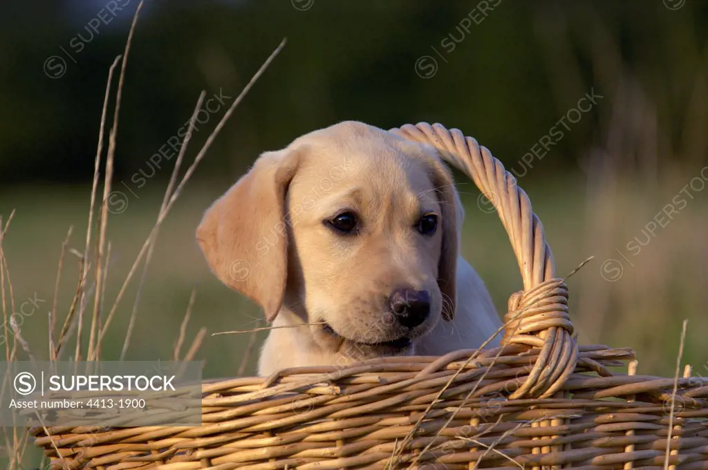 3 month old young Labrador in a basket