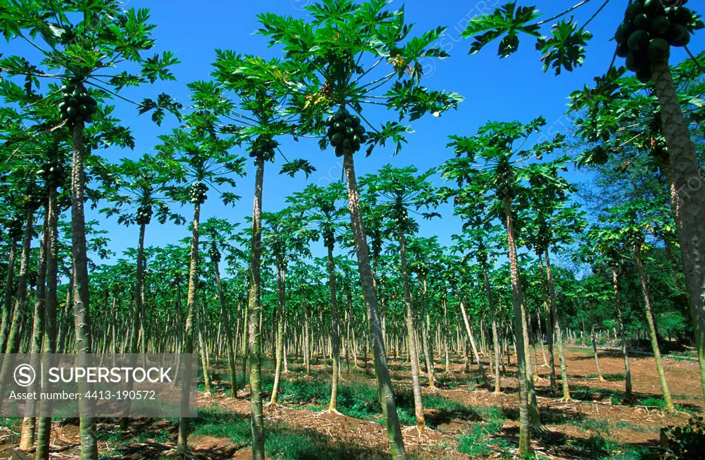 Planting papaya Good Hope Plantation Jamaica