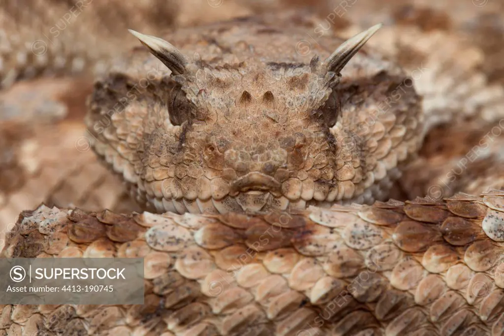 Portrait of Desert Horned Viper on the sand Tunisia