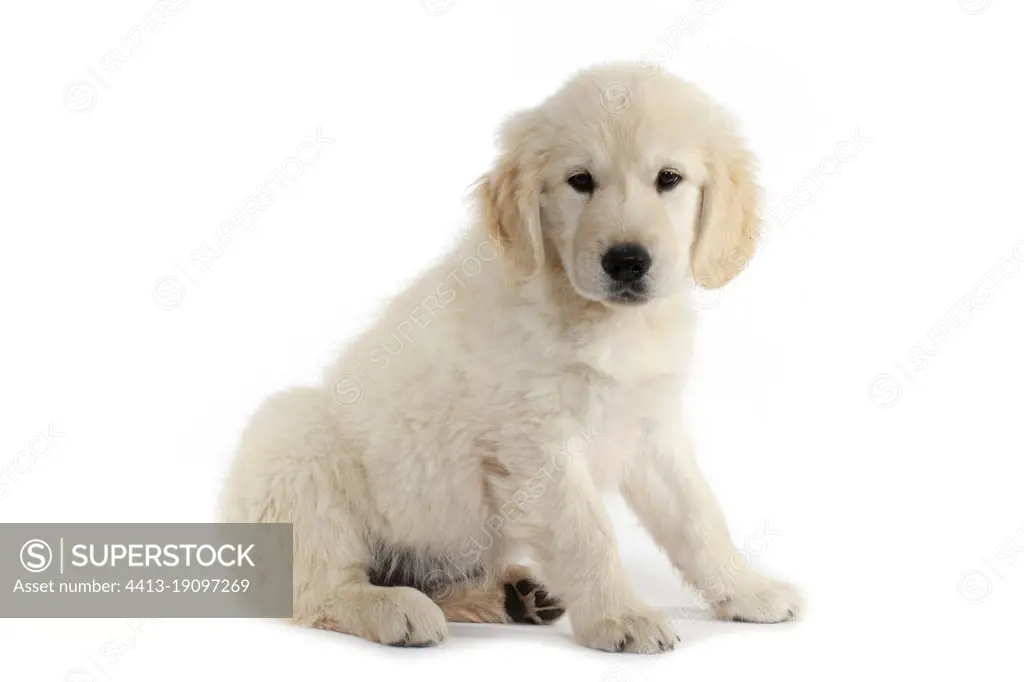 Golden retriever puppy sitting on white background