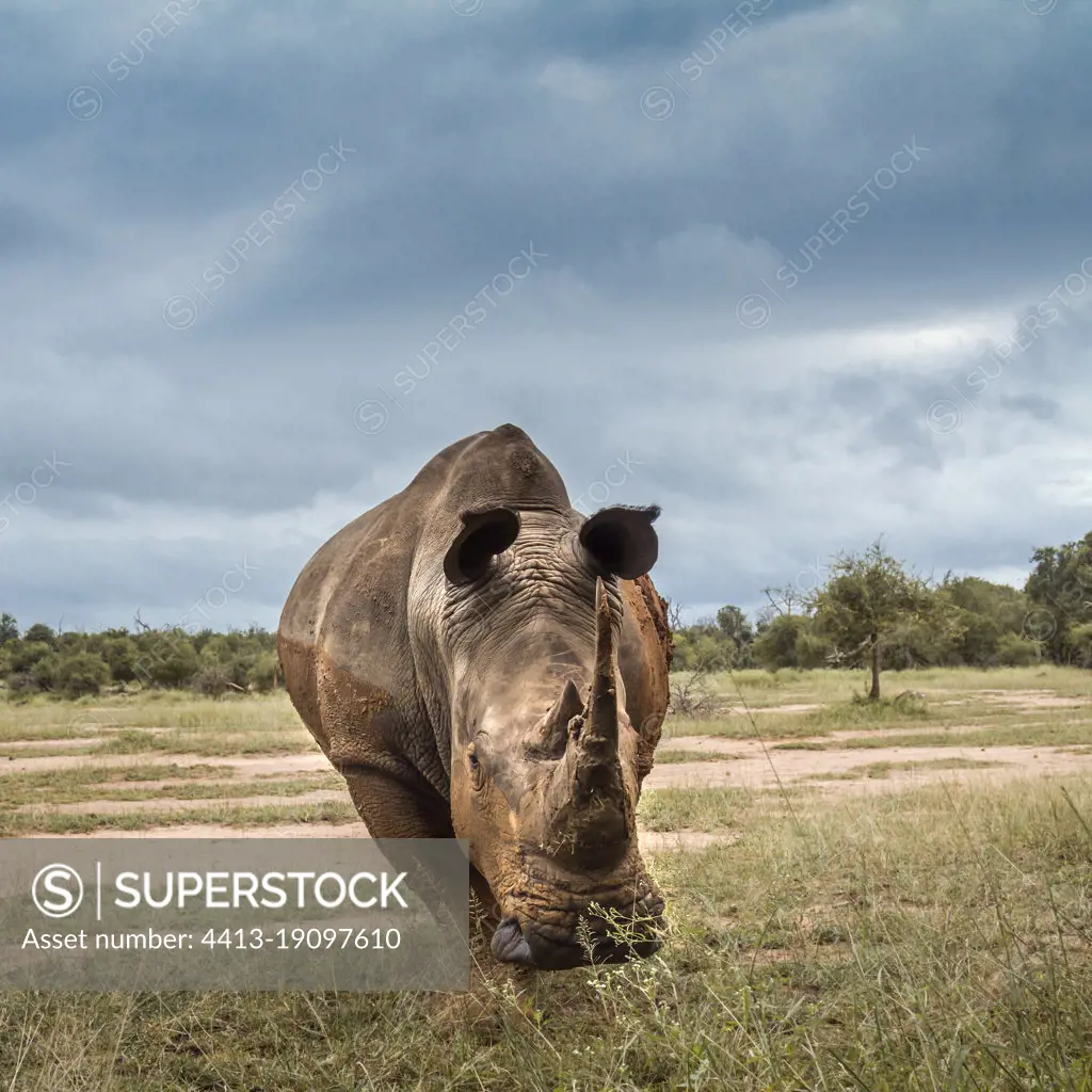 Southern white rhinoceros (Ceratotherium simum simum) wide angle front view in Hlane royal National park, Swaziland