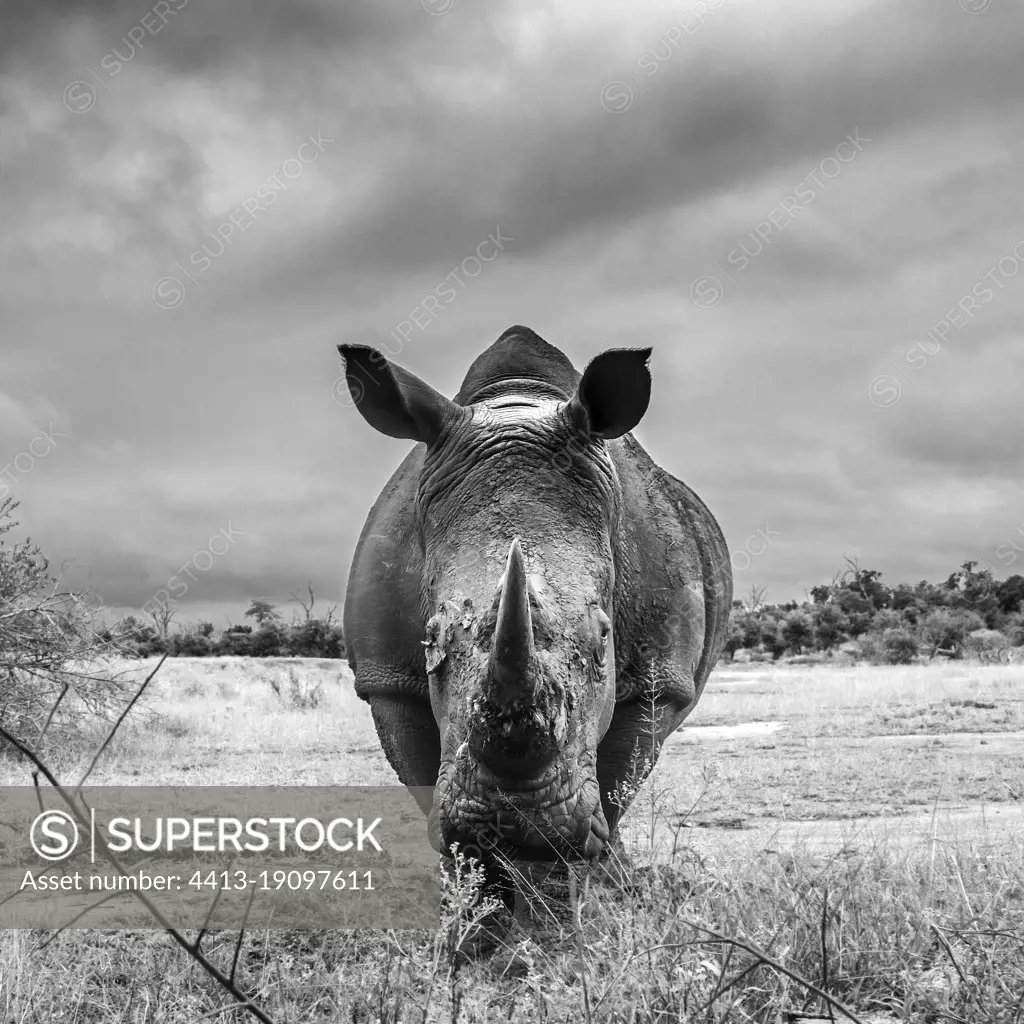 Southern white rhinoceros (Ceratotherium simum simum) wide angle front view in Hlane royal National park, Swaziland