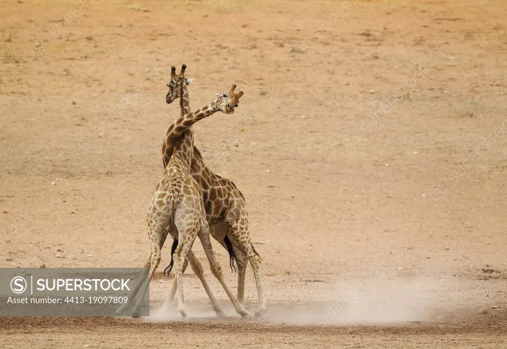 Southern Giraffe (Giraffa giraffa). Fighting males in the dry and barren Auob riverbed, raising a lot of dust. Kalahari Desert, Kgalagadi Transfrontier Park, South Africa.