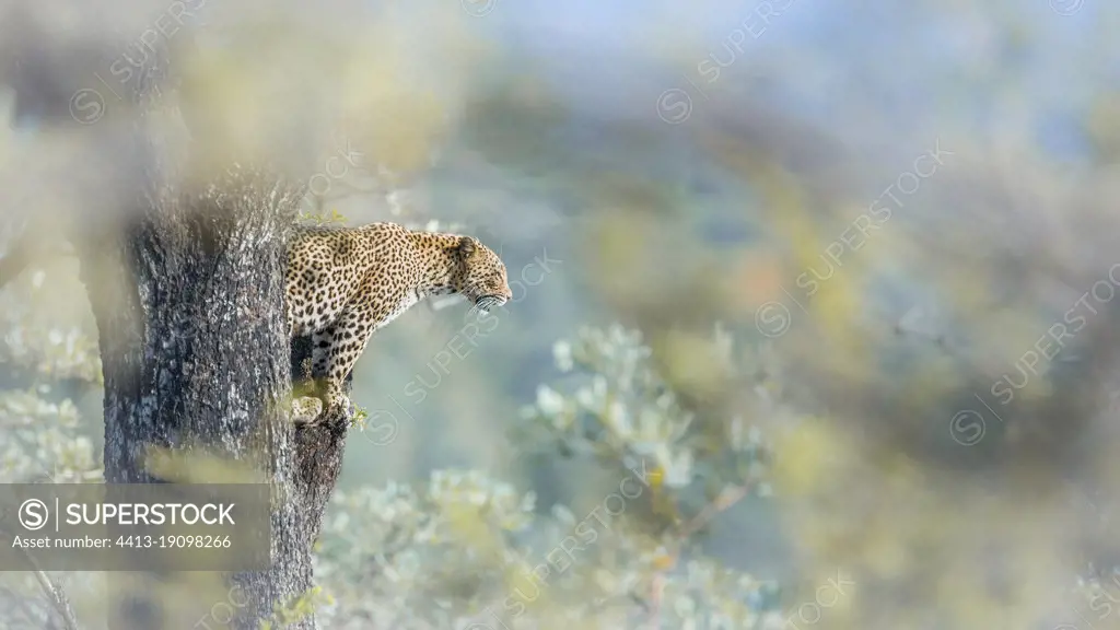 Leopard (Panthera pardus) in a tree with blur natural background in Kruger National park, South Africa