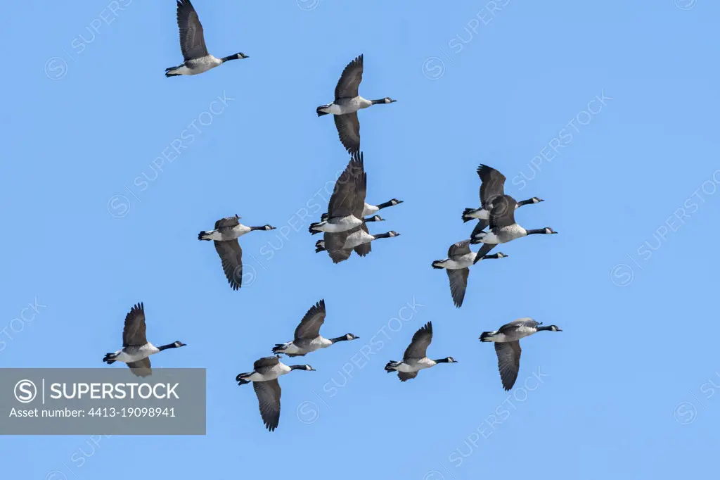 Canada goose quebec outlet location