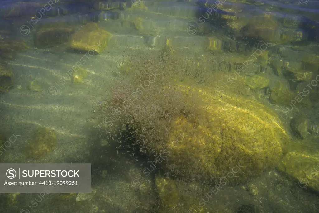 Brine shrimp (Artemia monica), an endemic species found only in Mono Lake, California. They make up a primary food source for migratory birds which stop in their annual flights.