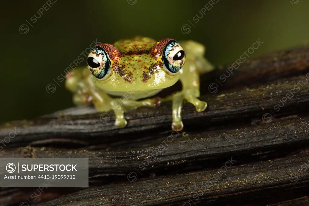 Bott's Bright-eyed Frog (Boophis bottae), Andasibe (Perinet), Alaotra-Mangoro Region, Madagascar