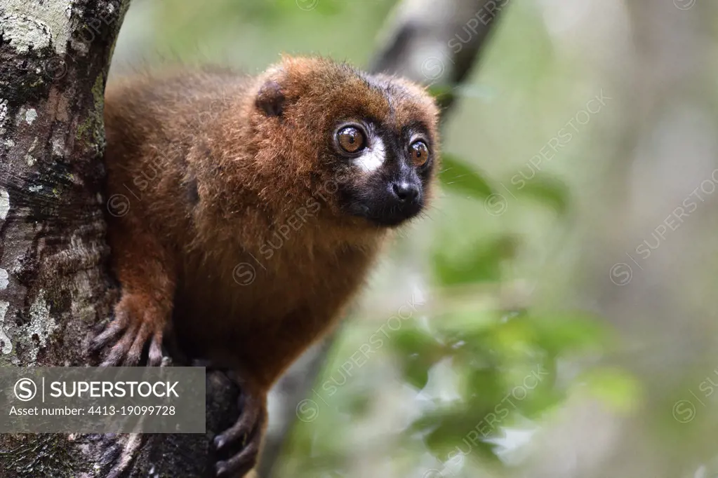 Red-bellied lemur (Eulemur rubriventer) portrait of male, Pangalanes Canal - Lake Ampit, Atsinanana Region, Madagascar