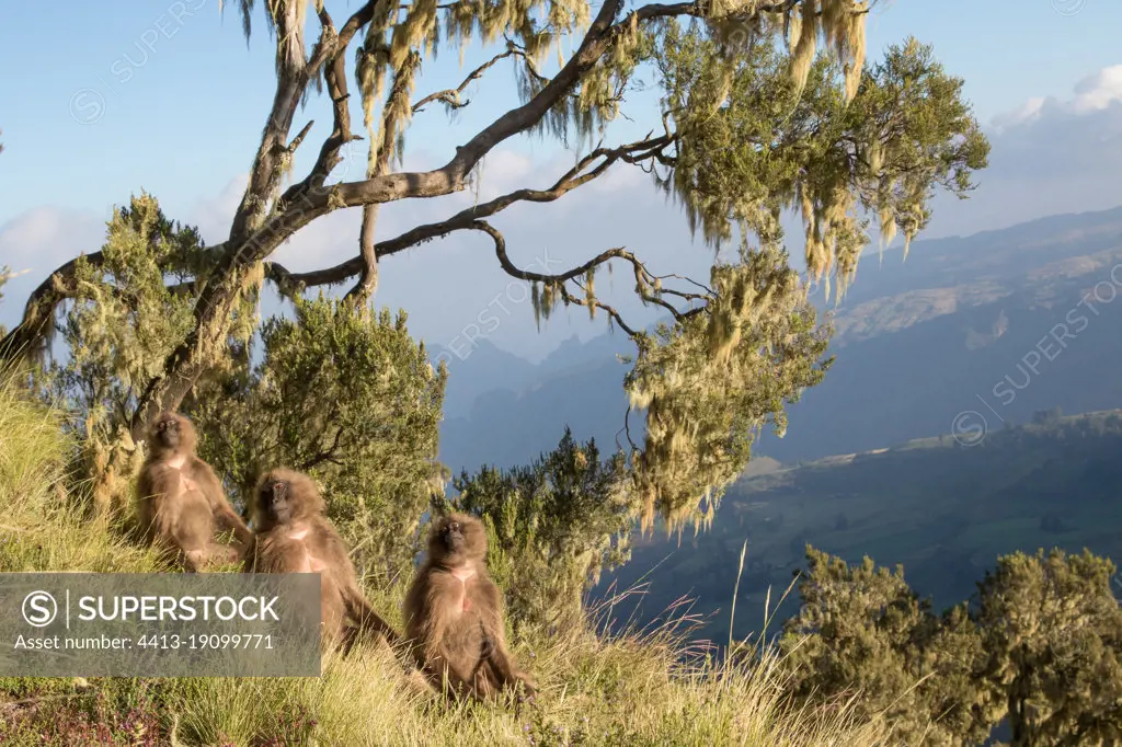 Gelada (Theropithecus gelada) group warming at dawn, Siemen Mountains, Ethiopia