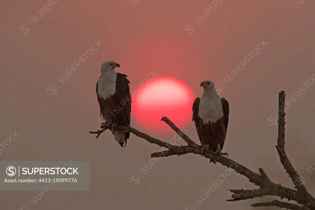 African Fish Eagle (Haliaeetus vocifer) couple on a branch at sunset, Okavango, Botswana