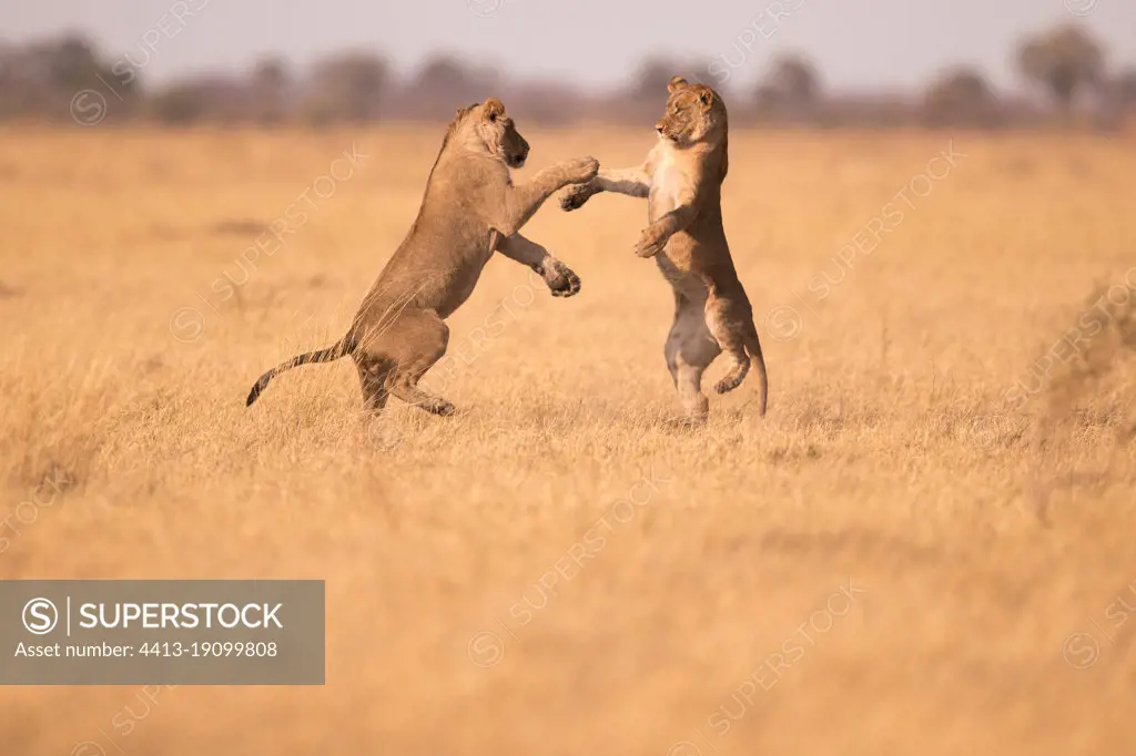 African lion (Panthera leo) young male mane face to face standing in the savannah, Botswana