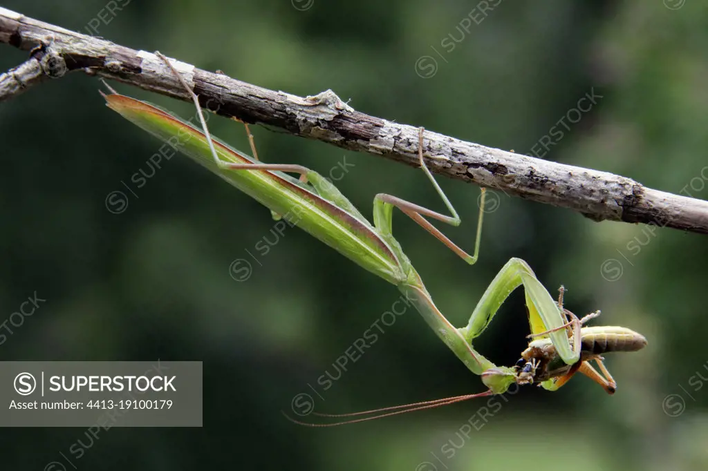 Praying mantis (Mantis religiosa) male devouring a locust in summer, Limestone lawn near Toul, Lorraine, France