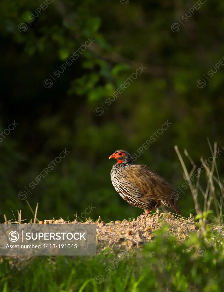 Red-necked spurfowl on a territorial calling post Tanzania