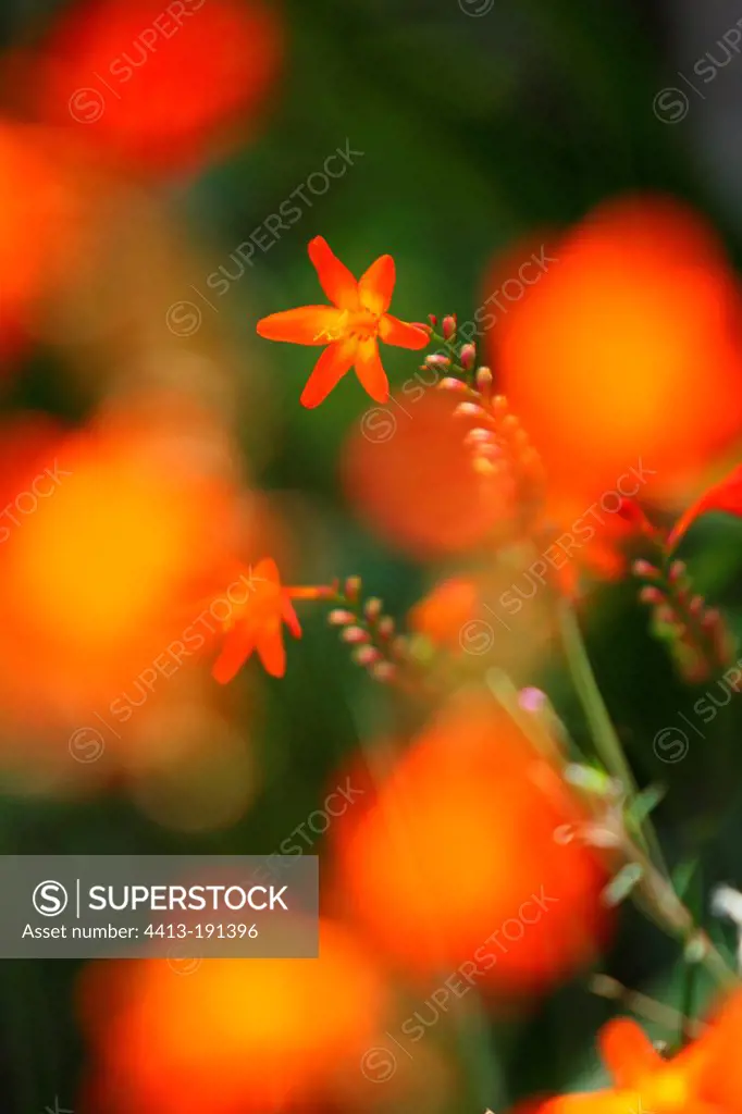 Crocosmia flowers naturalized in undergrowth Pyrenees France