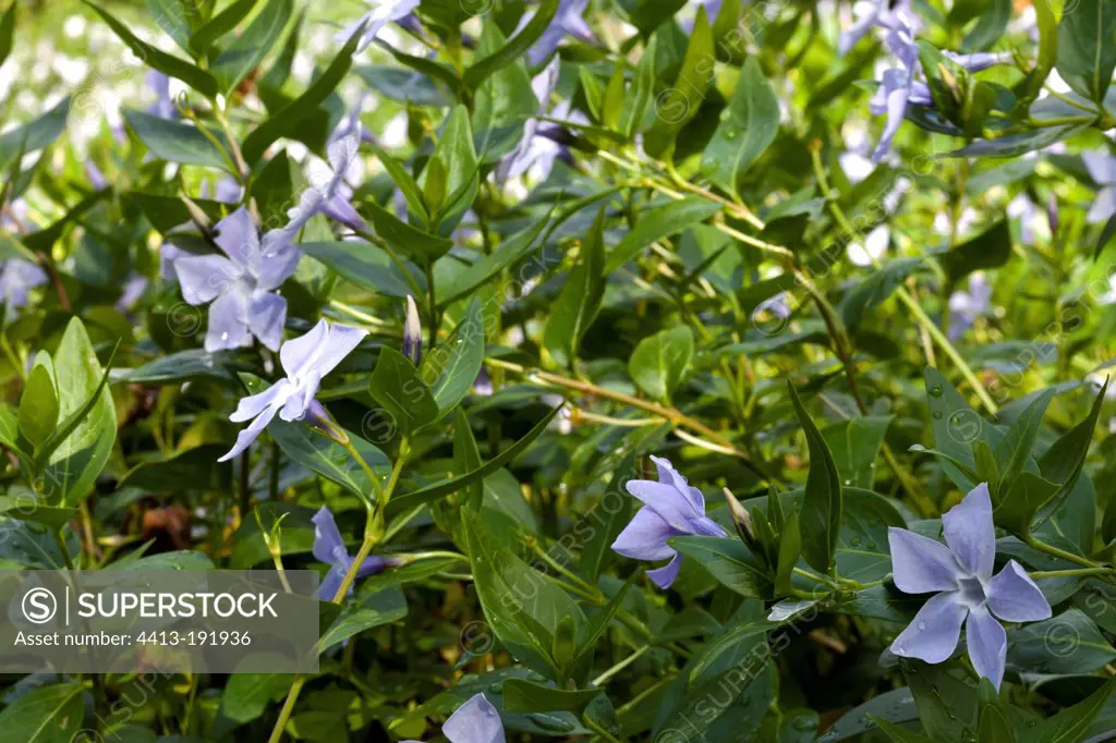 Periwinkle flowers in Domaine du Rayol French Riviera France