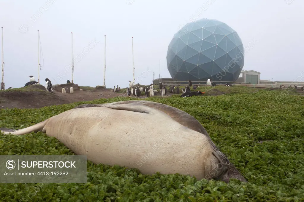 Elephant Seal near a base scientific Macquarie Island