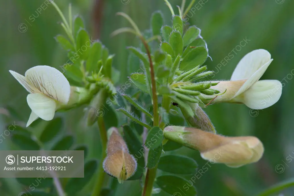 Yellow Vetch flowers in Provence France