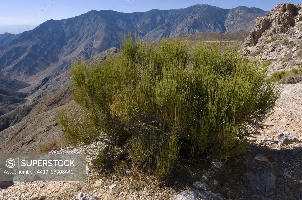 Mormon tea bush Death Valley national Park Panamint Range US ; Death valley mormon tea (Ephedra funerea) or Nevada mormon tea ( Ephedra nevadensis) <br>Uesd for food and medicine by Indians and for tea by Mormons.<br>