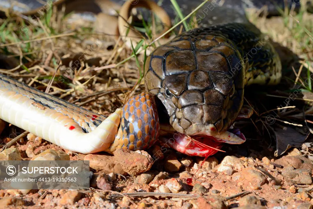 Cobras of Thailand –