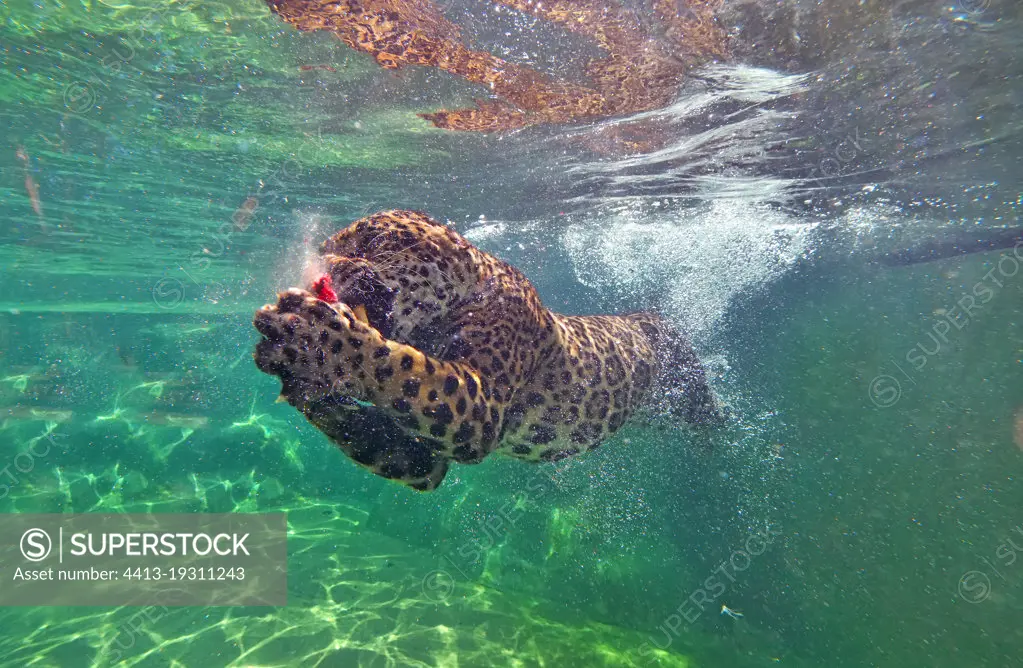 Jaguar (Panthera onca) swimming underwater,C. and S. America, Captivity